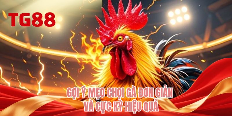 Gợi ý mẹo chọi gà đơn giản và cực kỳ hiệu quả 