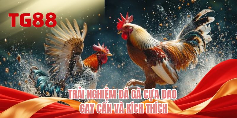 Trải nghiệm đá gà cựa dao gay cấn và kích thích 